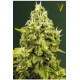 JACK HAMMER* VICTORY SEEDS 3 SEMI FEM