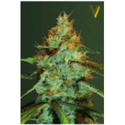 ORIGINAL LEMONADE SKUNK* VICTORY SEEDS 3 SEMI FEM