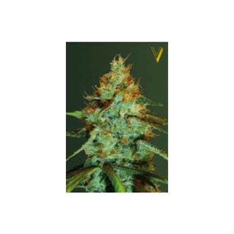 ORIGINAL LEMONADE SKUNK* VICTORY SEEDS 3 SEMI FEM