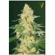 SUPER EXTRA SKUNK* VICTORY SEEDS 3 SEMI FEM