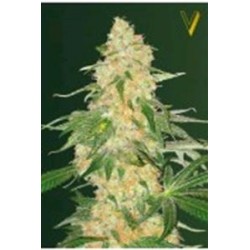 SUPER EXTRA SKUNK* VICTORY SEEDS 3 SEMI FEM