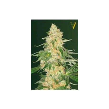 SUPER EXTRA SKUNK* VICTORY SEEDS 3 SEMI FEM