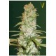 RED RUSSIAN XXL* VICTORY SEEDS 3 SEMI FEM