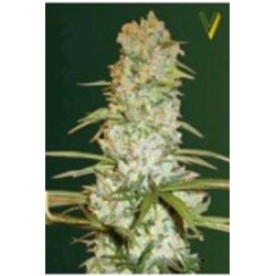 RED RUSSIAN XXL* VICTORY SEEDS 3 SEMI FEM