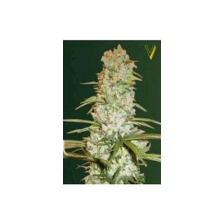 RED RUSSIAN XXL* VICTORY SEEDS 3 SEMI FEM