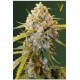 BIGGEST BUD* VICTORY SEEDS 5 SEMI FEM