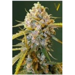 BIGGEST BUD* VICTORY SEEDS 5 SEMI FEM