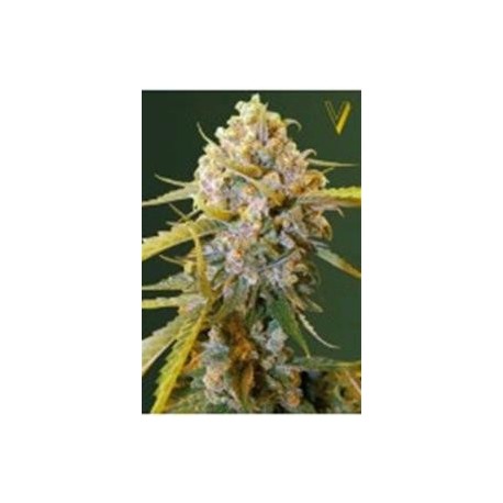 BIGGEST BUD* VICTORY SEEDS 5 SEMI FEM