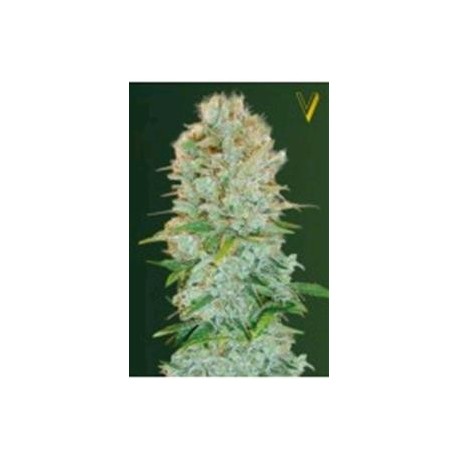 CRITICAL* VICTORY SEEDS 10 SEMI FEM