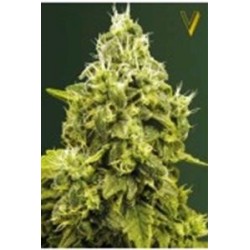 JACK HAMMER* VICTORY SEEDS 10 SEMI FEM