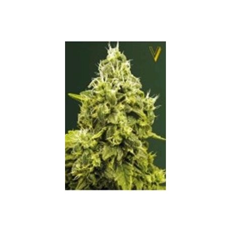 JACK HAMMER* VICTORY SEEDS 10 SEMI FEM