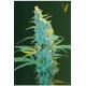 ULTRA POWER PLANT* VICTORY SEEDS 10 SEMI FEM