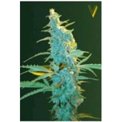 ULTRA POWER PLANT* VICTORY SEEDS 10 SEMI FEM