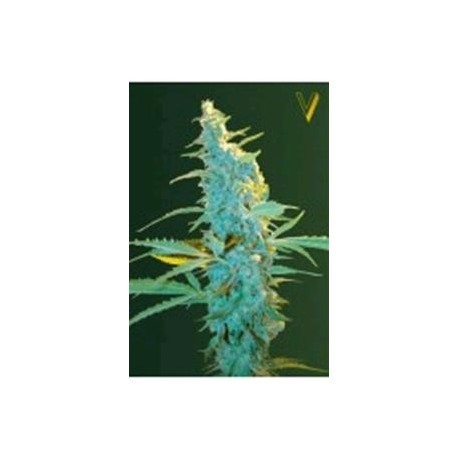 ULTRA POWER PLANT* VICTORY SEEDS 10 SEMI FEM