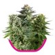 FEMINIZED MIX * ROYAL QUEEN SEEDS 3 SEMI FEM 