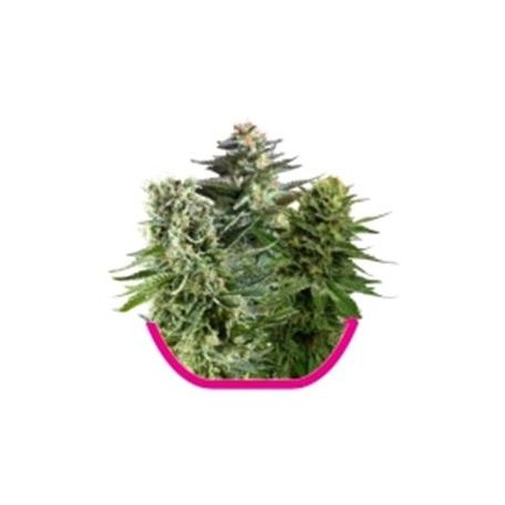 FEMINIZED MIX * ROYAL QUEEN SEEDS 3 SEMI FEM 