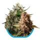 MEDICAL MIX ( CBD MIX ) * ROYAL QUEEN SEEDS 3 SEMI FEM 