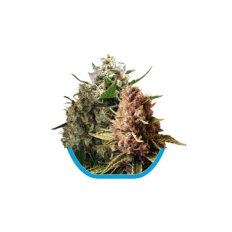 MEDICAL MIX ( CBD MIX ) * ROYAL QUEEN SEEDS 3 SEMI FEM 