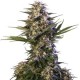 KRAKEN *BUDDHA SEEDS 1 SEME FEM