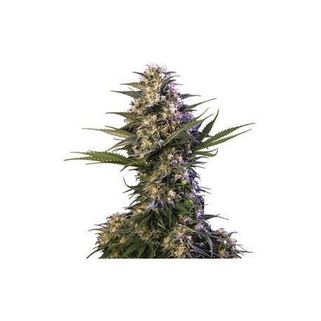 KRAKEN *BUDDHA SEEDS 1 SEME FEM