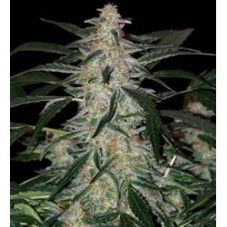 DEIMOS AUTOFIORENTE NON FEMMINIZZATO * BUDDHA SEEDS 1 SEME REG 