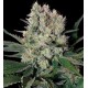 SYRUP NON FEMMINIZZATO * BUDDHA SEEDS 1 SEME REG