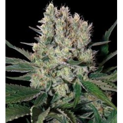 SYRUP NON FEMMINIZZATO * BUDDHA SEEDS 1 SEME REG