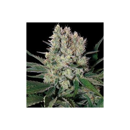 SYRUP NON FEMMINIZZATO * BUDDHA SEEDS 1 SEME REG