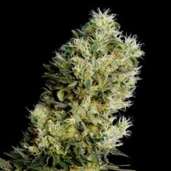 AMNESIA BILBO AUTO* GENEHTIK SEEDS 1 SEME FEM 