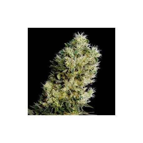 AMNESIA BILBO AUTO* GENEHTIK SEEDS 1 SEME FEM 