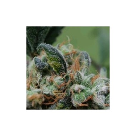 BLUEBERRY CHEESECAKE * FEMALE SEEDS 10 SEMI FEM 