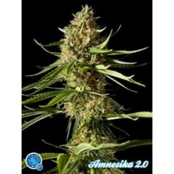 AMNESIKA 2.0*CLASSIC LINE PHILOSOPHER SEEDS 1 SEME FEM