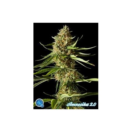 AMNESIKA 2.0*CLASSIC LINE PHILOSOPHER SEEDS 1 SEME FEM