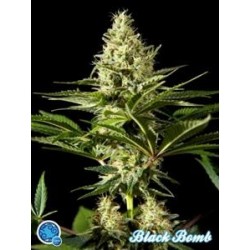 BLACK BOMB *CLASSIC LINE PHILOSOPHER SEEDS 1 SEME FEM