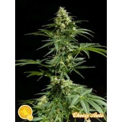 CHEESY AUTO*AUTO LINE PHILOSOPHER SEEDS 1 SEME FEM