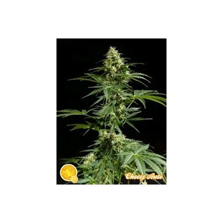 CHEESY AUTO*AUTO LINE PHILOSOPHER SEEDS 1 SEME FEM