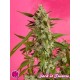 FRUITY JACK (EX JACK EL FRUTERO) * GOLO LINE PHILOSOPHER SEEDS 1 SEME FEM