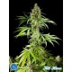 EASY HAZE ( EX K 13 HAZE) *CLASSIC LINE PHILOSOPHER SEEDS 1 SEME FEM