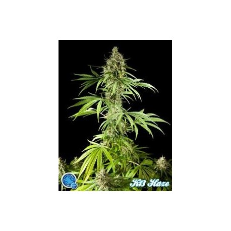 EASY HAZE ( EX K 13 HAZE) *CLASSIC LINE PHILOSOPHER SEEDS 1 SEME FEM