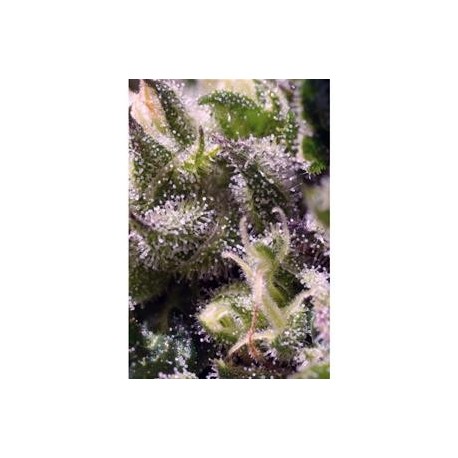 CREAM CARAMEL AUTO * SWEET SEEDS FEMINIZED 100 SEMI 