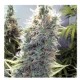 SEXBUD * FEMALE SEEDS 10 SEMI FEM 