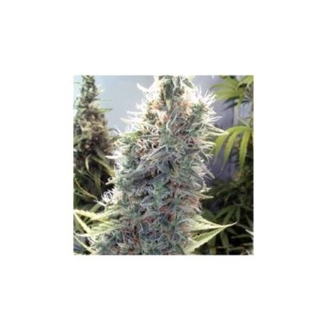 SEXBUD * FEMALE SEEDS 10 SEMI FEM 