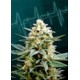 KRITIKAL-K * KANNABIA SEEDS 1 SEME FEM 