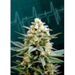 KRITIKAL-K * KANNABIA SEEDS 1 SEME FEM 