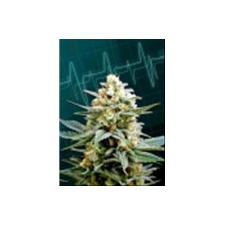 KRITIKAL-K * KANNABIA SEEDS 1 SEME FEM 