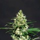 AMNESI-K * KANNABIA SEEDS 10 SEMI FEM 