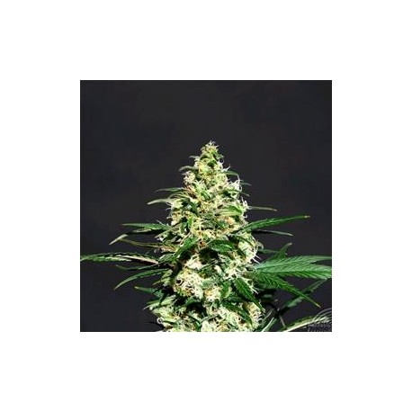 AMNESI-K * KANNABIA SEEDS 10 SEMI FEM 