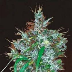 PANAMA HAZE * ACE SEEDS 5 SEMI FEM