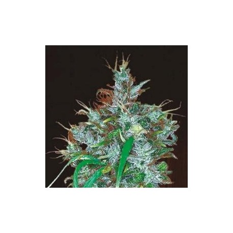 PANAMA HAZE * ACE SEEDS 5 SEMI FEM