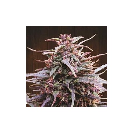 PURPLE HAZE X MALAWI * ACE SEEDS 5 SEMI FEM